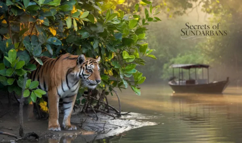 sundarban travels